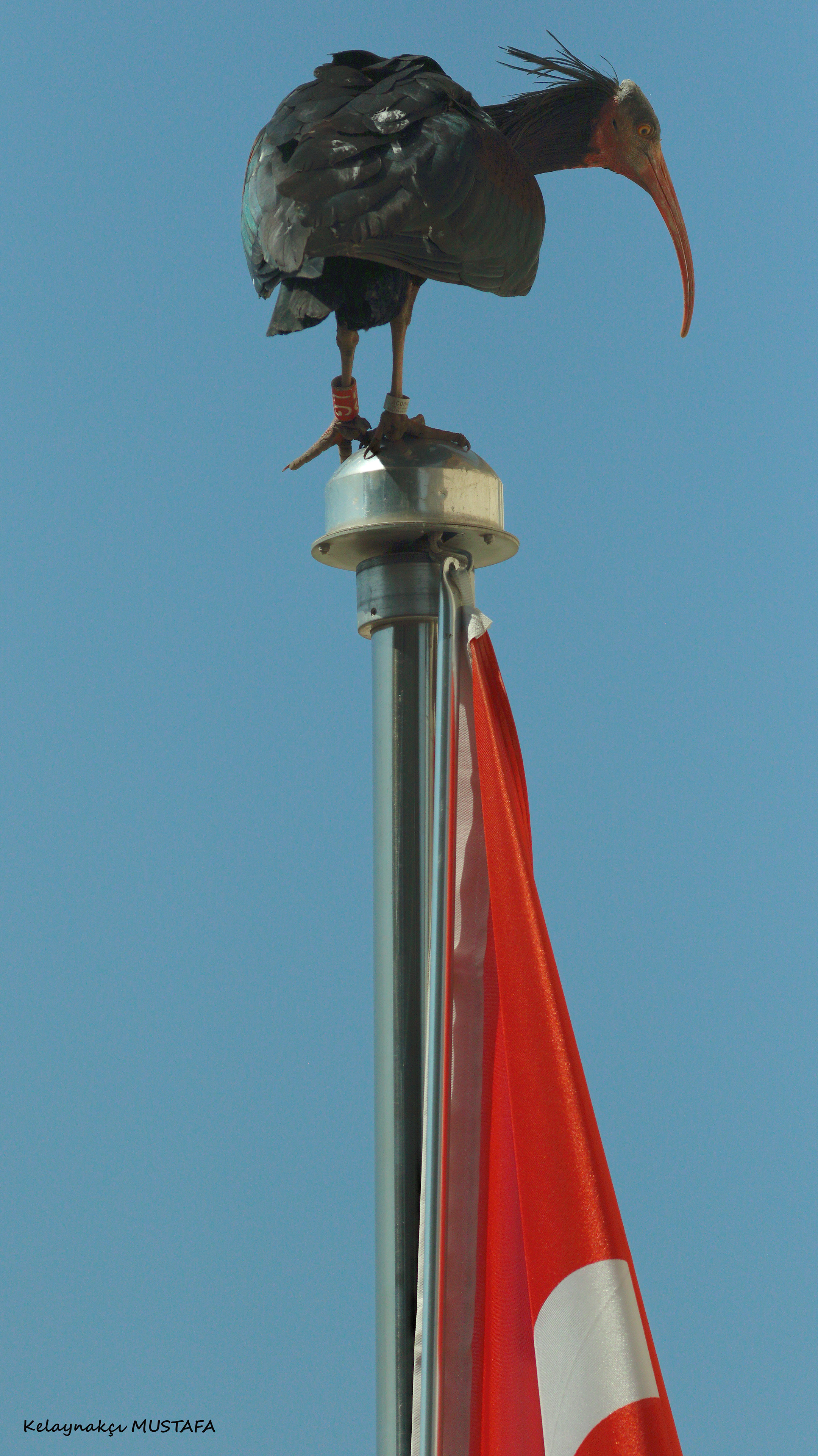 Northern Bald Ibis